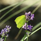 Zitronenfalter auf Lavendel 