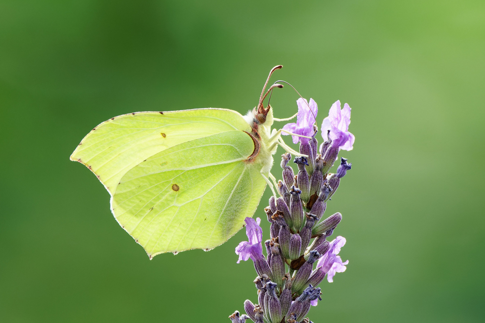 Zitronenfalter auf Lavendel