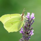 Zitronenfalter auf Lavendel