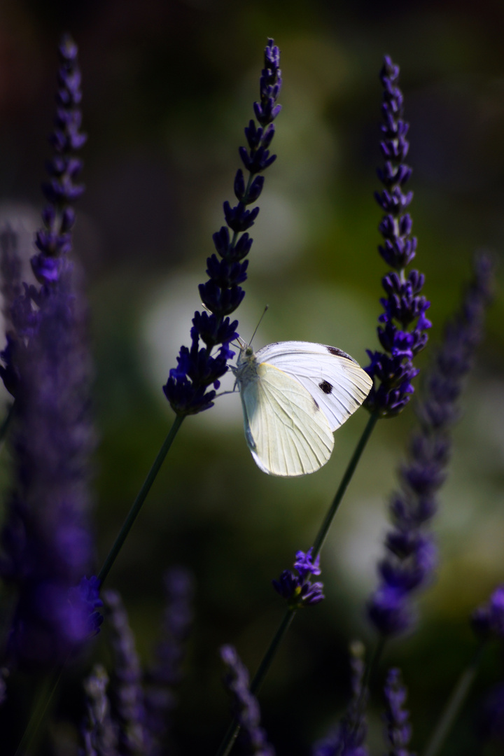 Zitronenfalter auf Lavendel