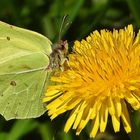 Zitronenfalter auf Löwenzahn