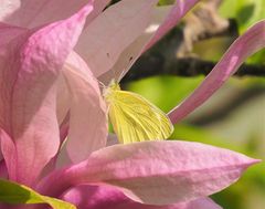 Zitronenfalter auf Magnolienblüte