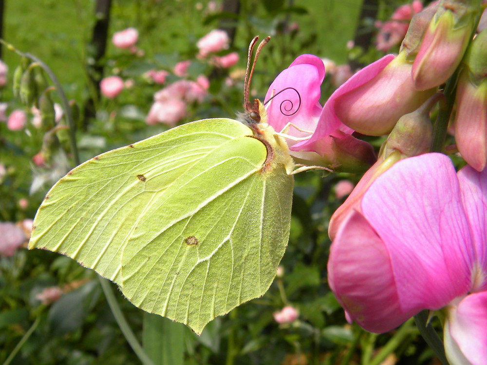 Zitronenfalter auf rosa Wicke