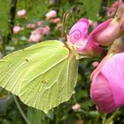 Zitronenfalter auf rosa Wicke