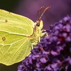 Zitronenfalter auf Sommerflieder 001