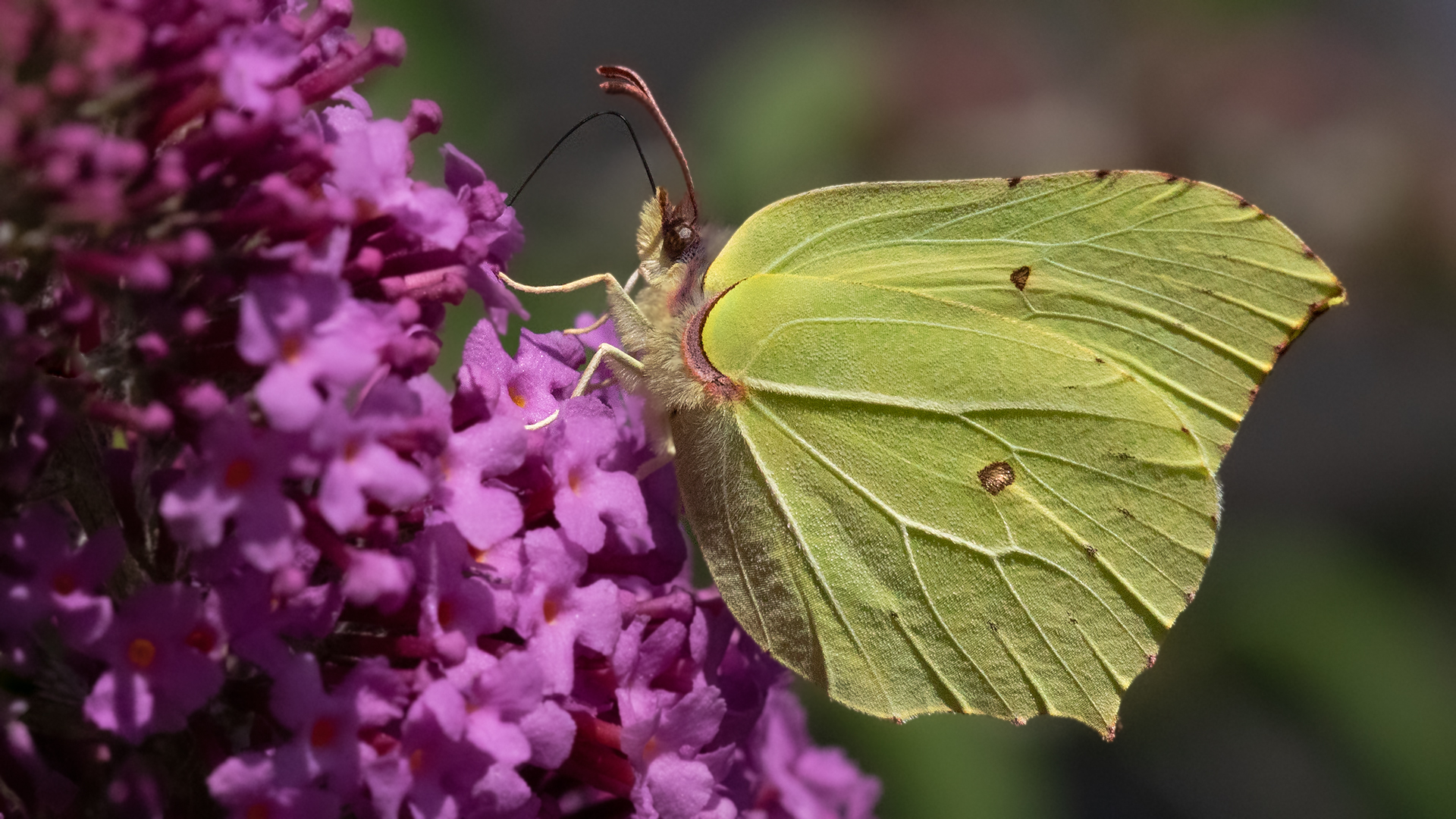 Zitronenfalter auf Sommerflieder 005