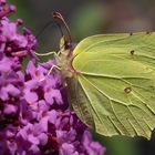 Zitronenfalter auf Sommerflieder 005