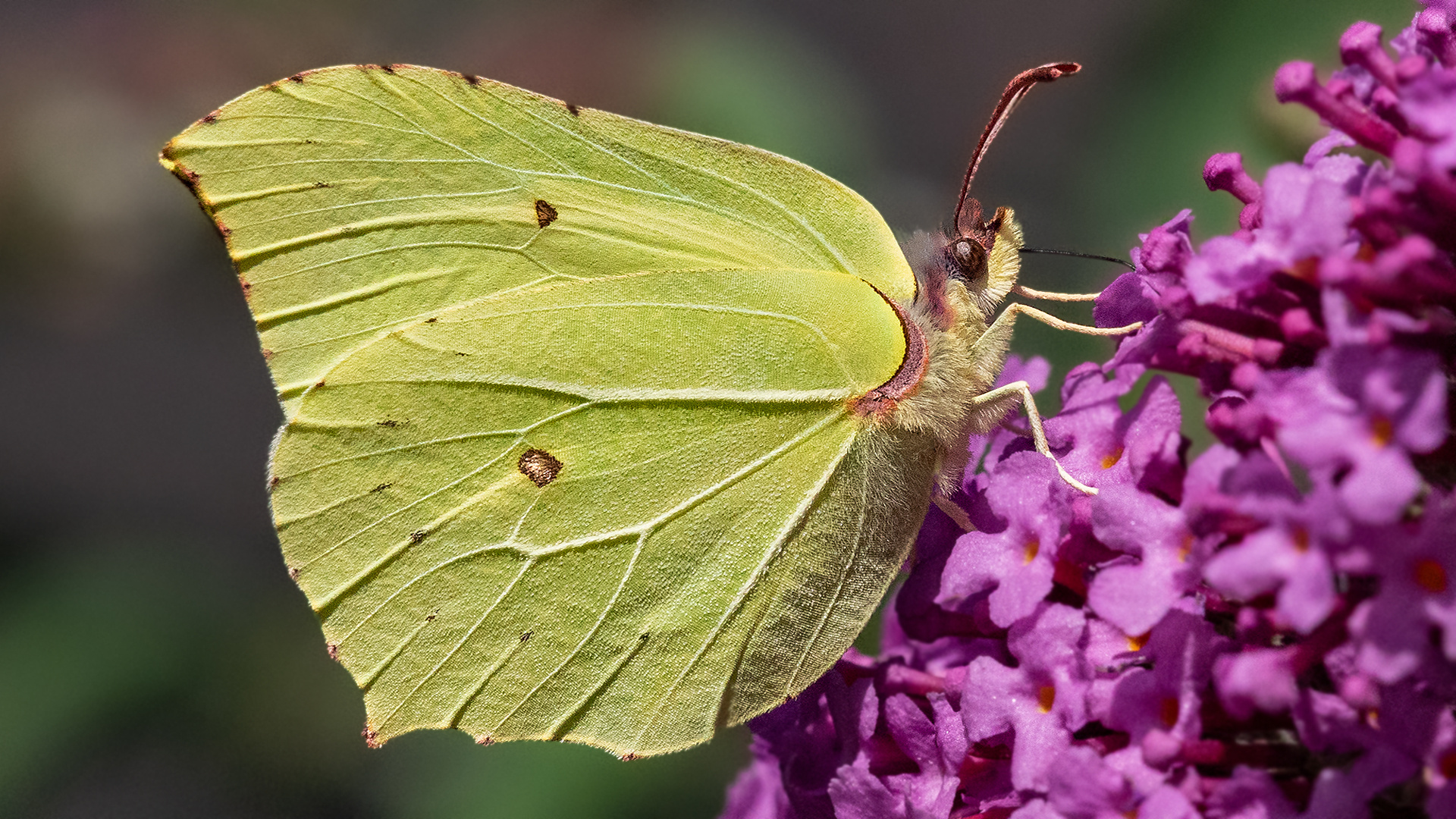 Zitronenfalter auf Sommerflieder 009