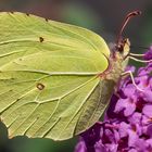 Zitronenfalter auf Sommerflieder 009