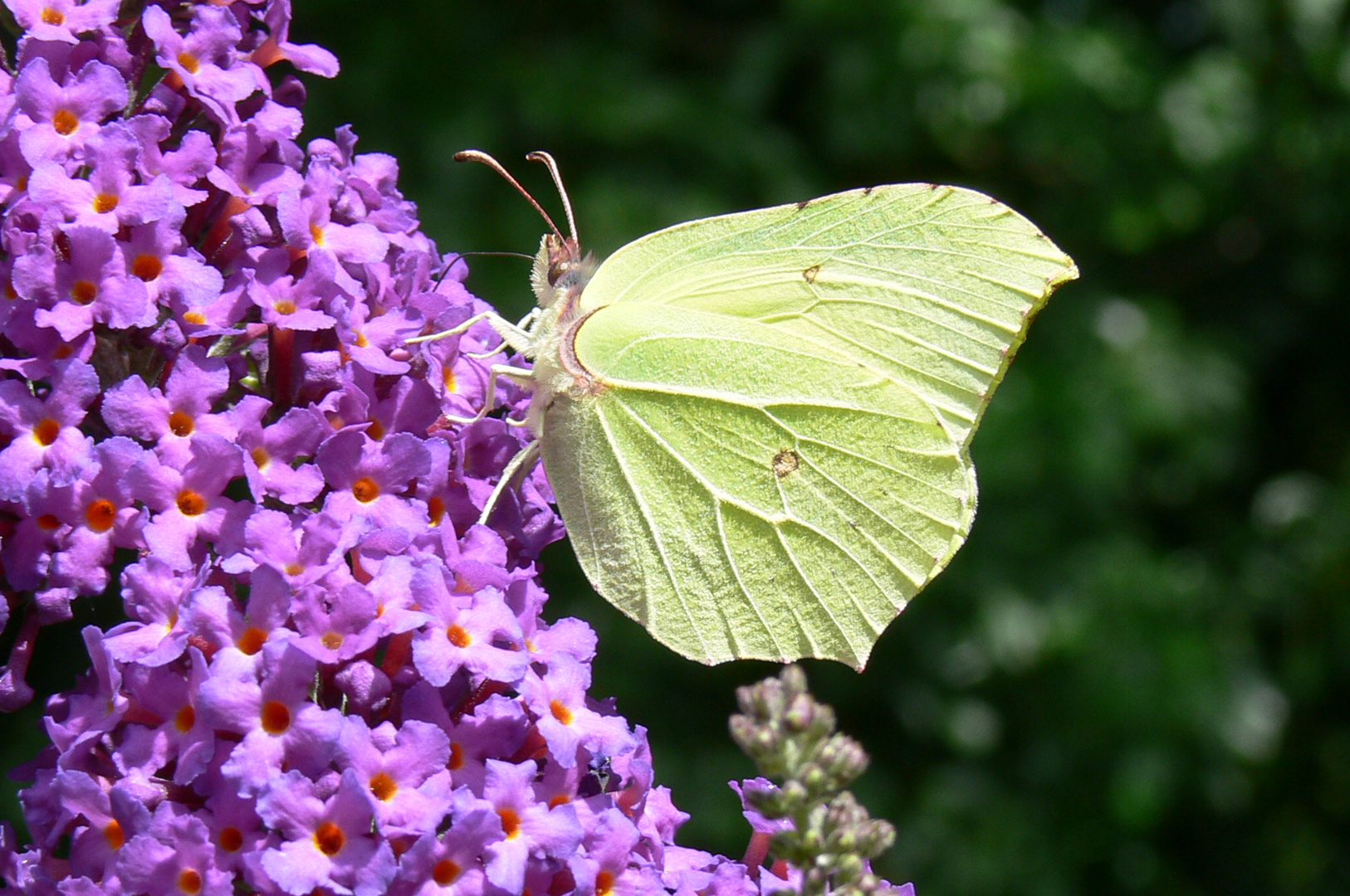 Zitronenfalter auf Sommerflieder