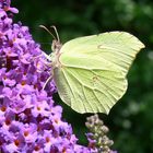 Zitronenfalter auf Sommerflieder