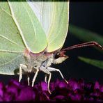 Zitronenfalter auf Sommerflieder