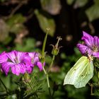 Zitronenfalter auf Storchenschnabel