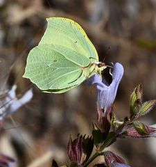 Zitronenfalter auf Taubennesselblüte