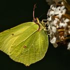 Zitronenfalter auf weißem Sommerflieder 001