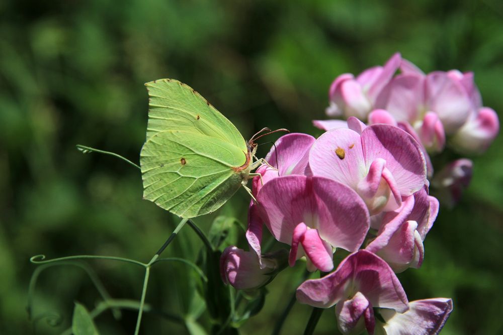 Zitronenfalter auf Wicke