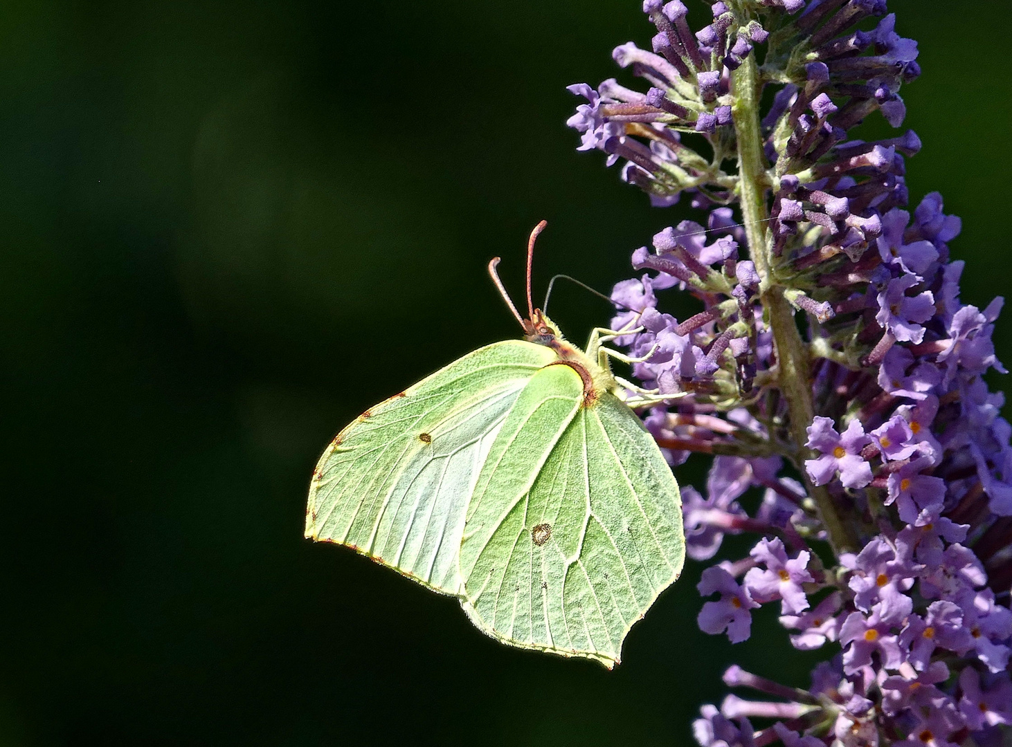 Zitronenfalter Foto &amp; Bild | wald, sommer, insekten Bilder auf ...