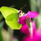 Zitronenfalter beim Nachtanken