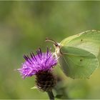 Zitronenfalter beim Nektar saugen