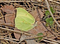 Zitronenfalter beim Sonnenbad