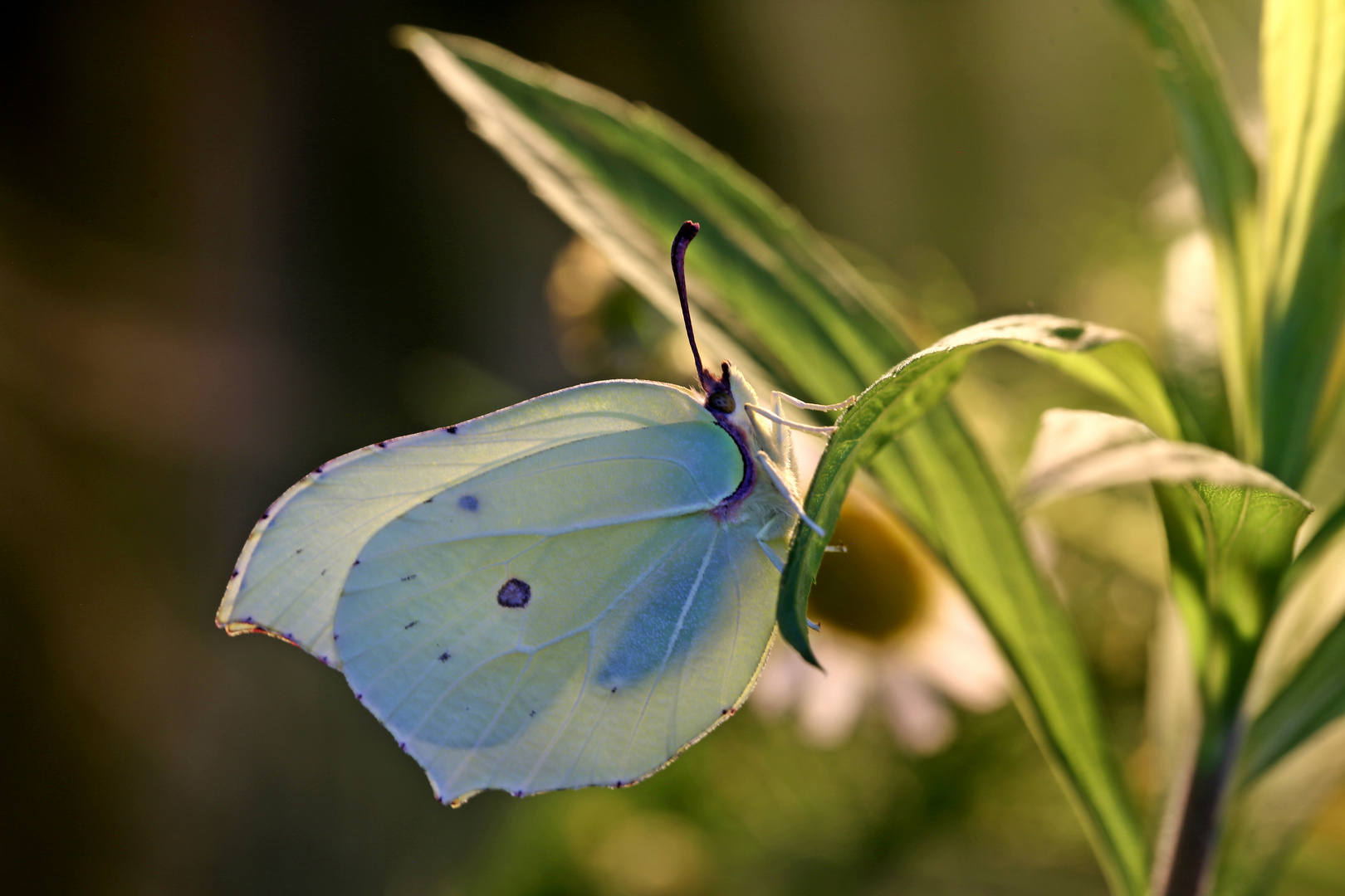 Zitronenfalter Foto &amp; Bild | tiere, wildlife, schmetterlinge Bilder auf ...