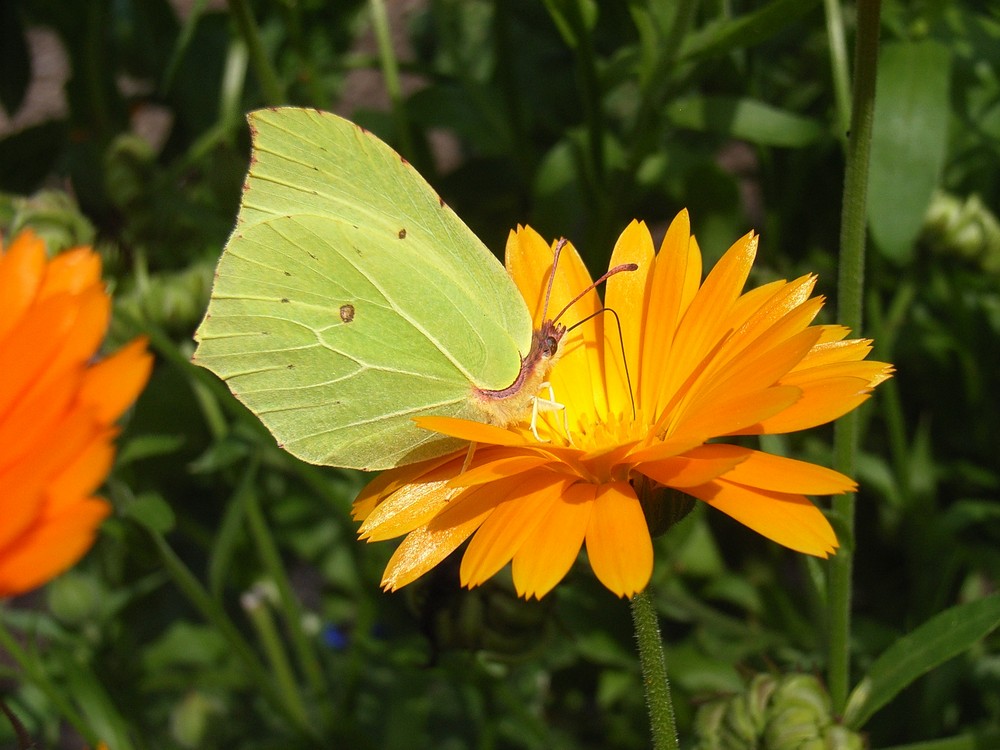 Zitronenfalter Foto & Bild | tiere, wildlife, schmetterlinge Bilder auf