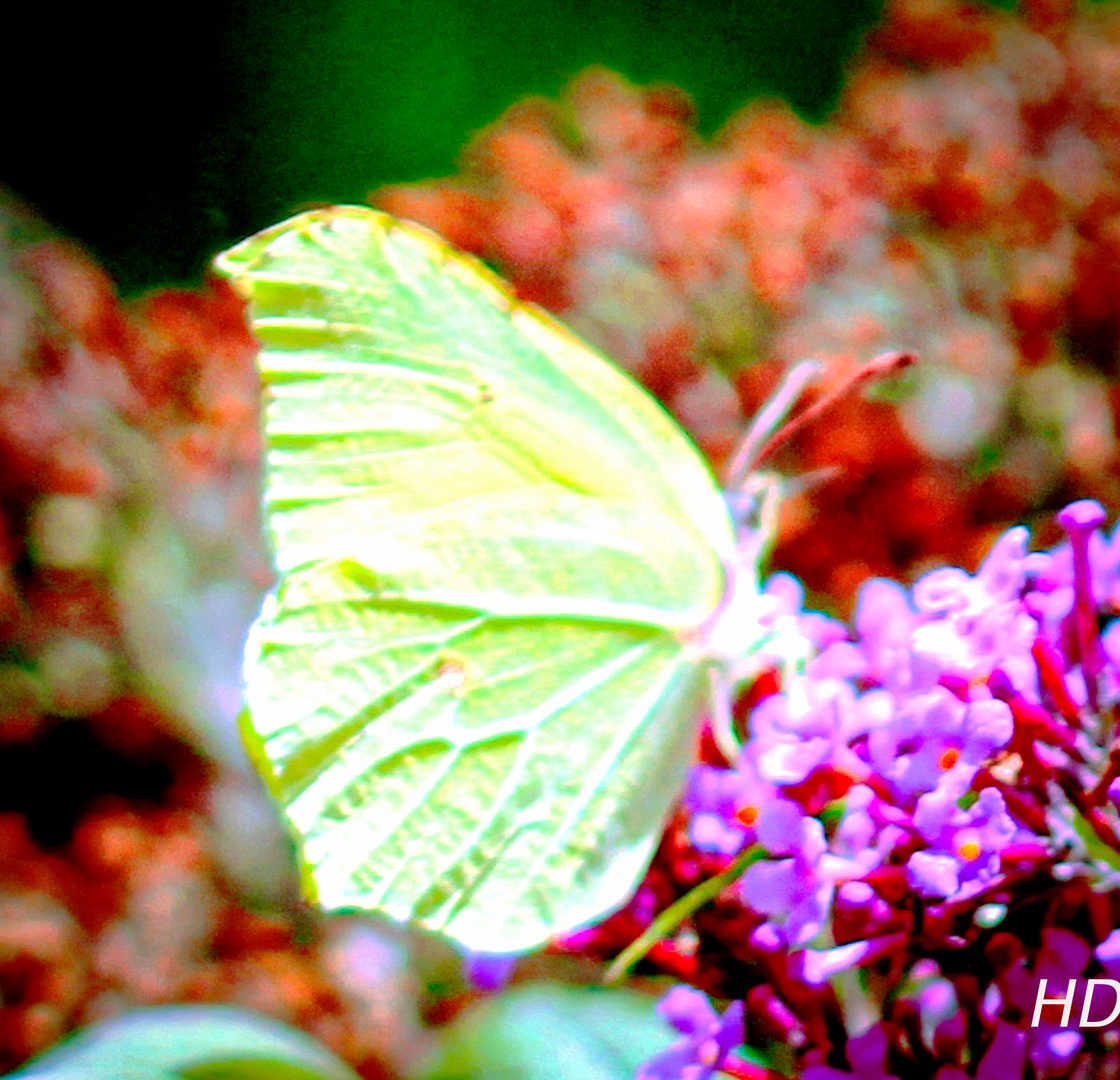 Zitronenfalter (Conepteryx rhamni)