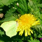 Zitronenfalter (Conepteryx rhamni) auf Löwenzahn