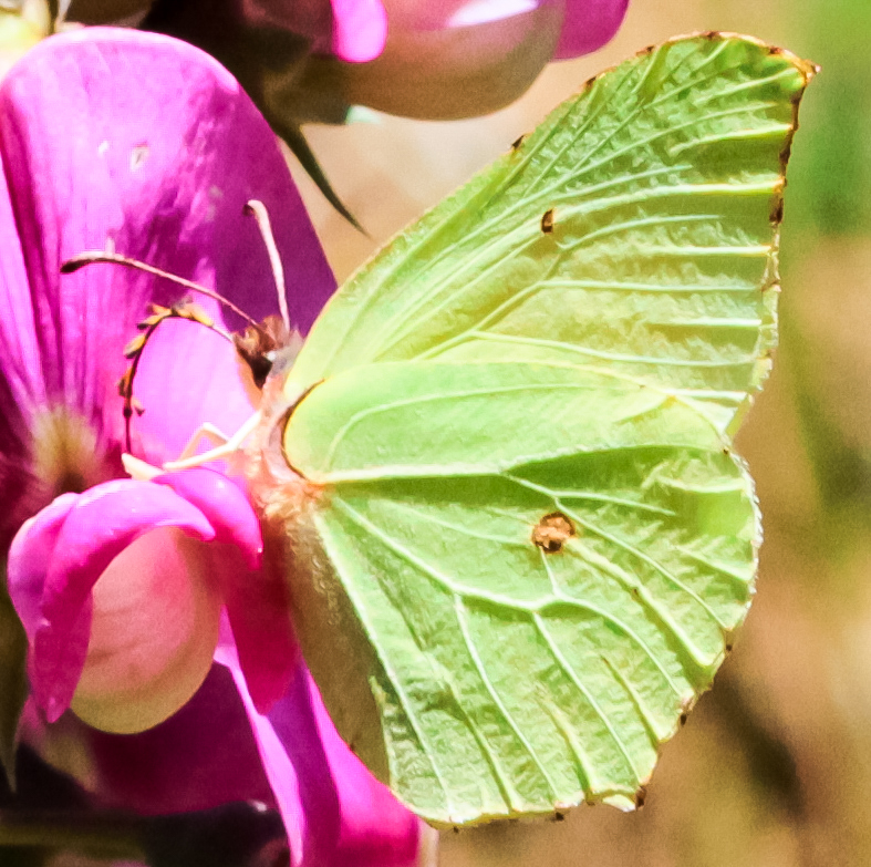 Zitronenfalter ((Conepteryx rhamni)