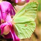 Zitronenfalter ((Conepteryx rhamni)