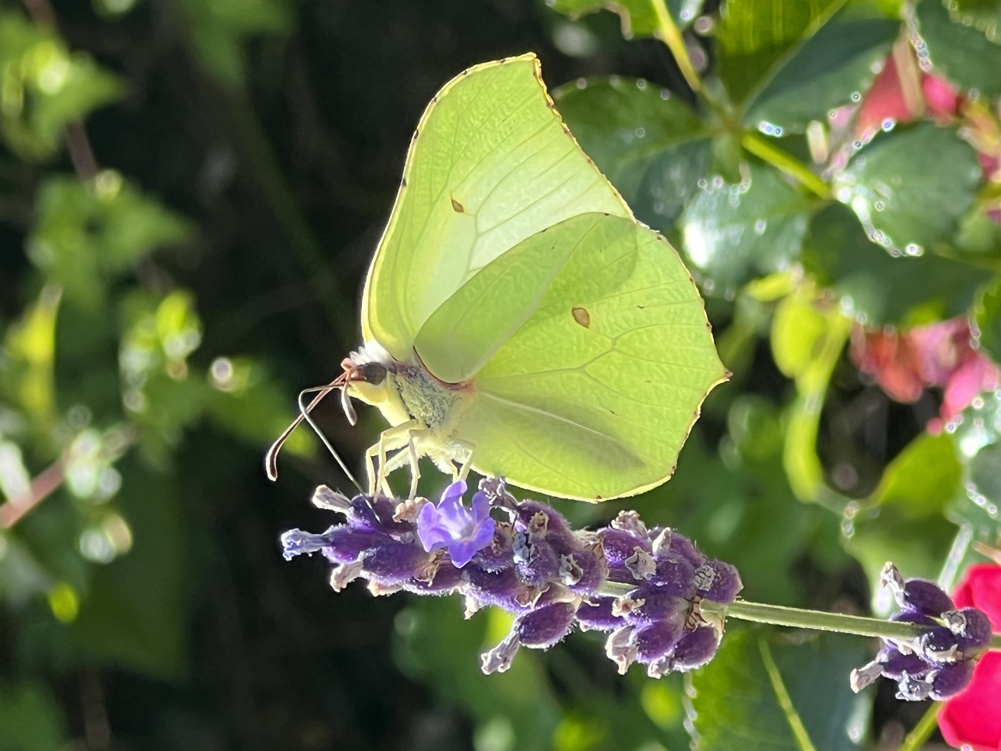 Zitronenfalter Foto &amp; Bild | tiere, natur Bilder auf fotocommunity
