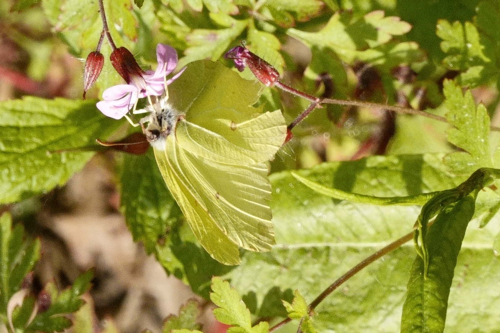 Zitronenfalter Foto &amp; Bild | natur, insekten Bilder auf fotocommunity