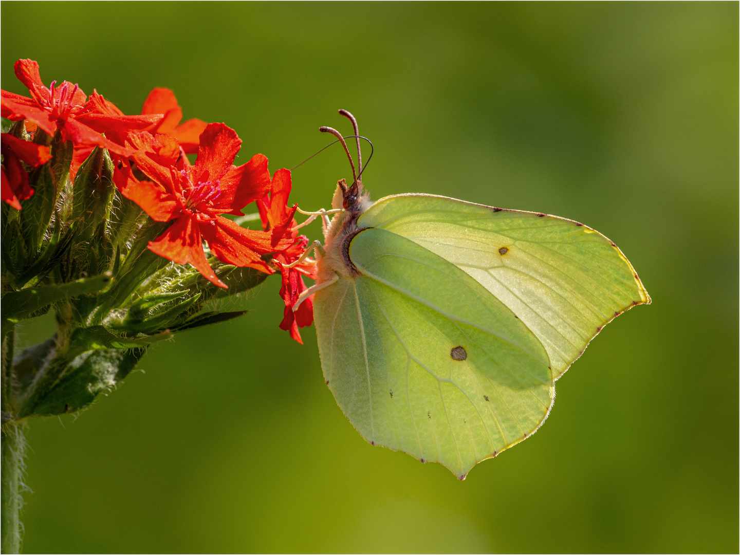 Zitronenfalter Foto &amp; Bild | tiere, wildlife, schmetterlinge Bilder auf ...