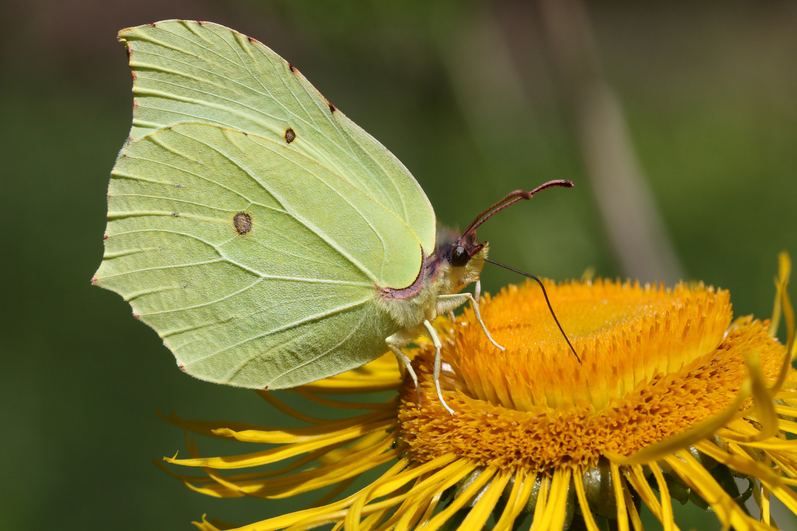 Zitronenfalter Foto & Bild | tiere, wildlife, schmetterlinge Bilder auf