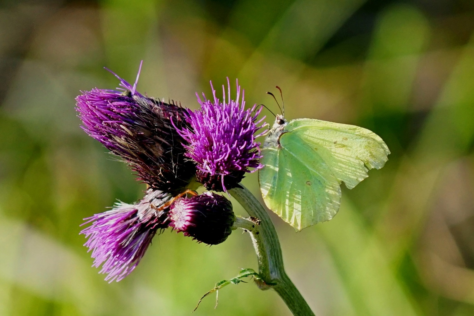 Zitronenfalter Foto &amp; Bild | tiere, wildlife, schmetterlinge Bilder auf ...