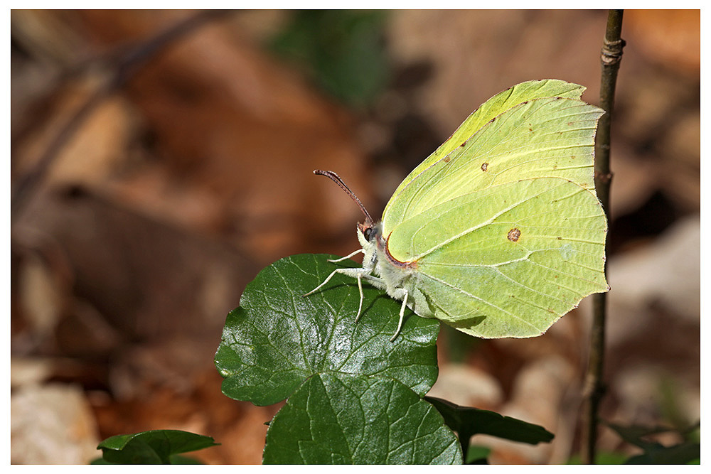 Zitronenfalter Foto & Bild | tiere, wildlife, schmetterlinge Bilder auf fotocommunity
