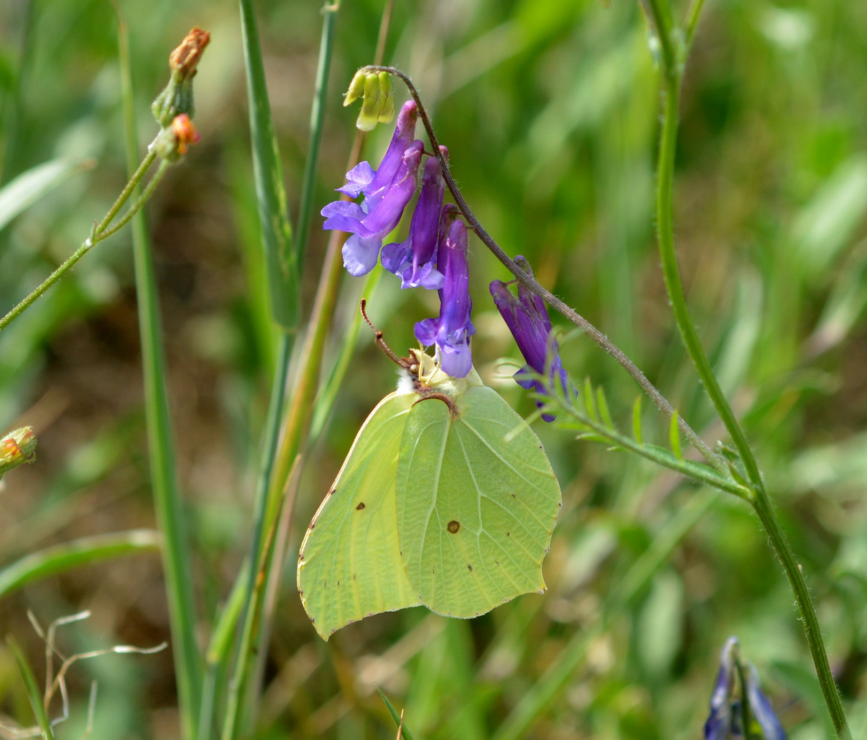 zitronenfalter Foto &amp; Bild | tiere, wildlife, schmetterlinge Bilder auf ...