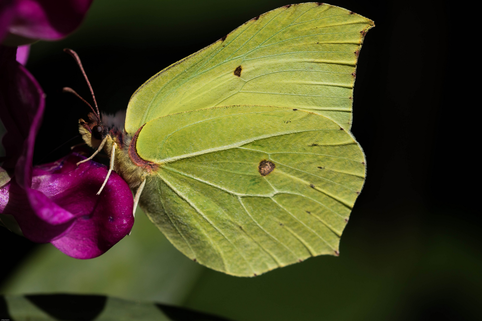 Zitronenfalter Foto & Bild | tiere, wildlife, schmetterlinge Bilder auf