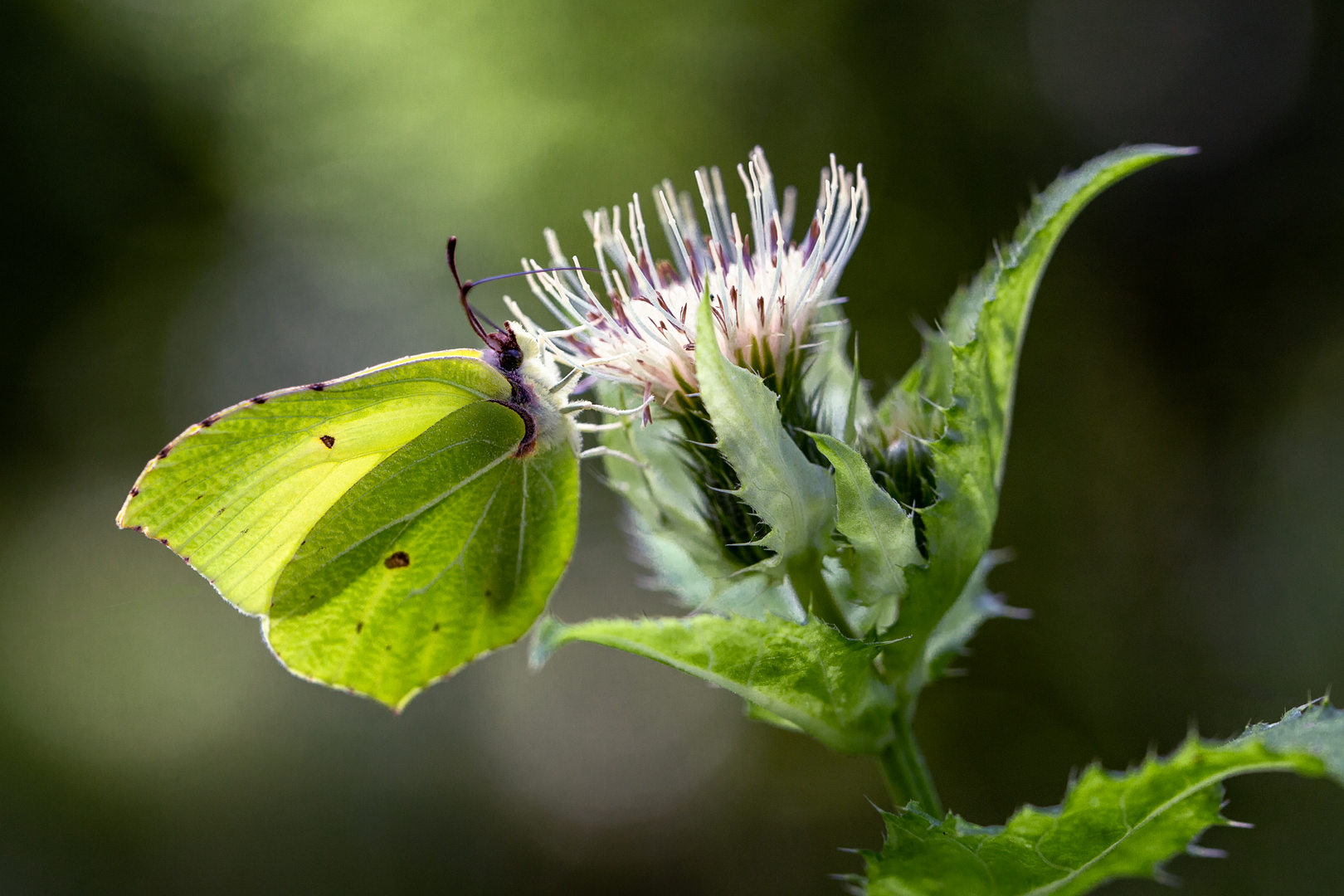 Zitronenfalter Foto &amp; Bild | tiere, wildlife, schmetterlinge Bilder auf ...