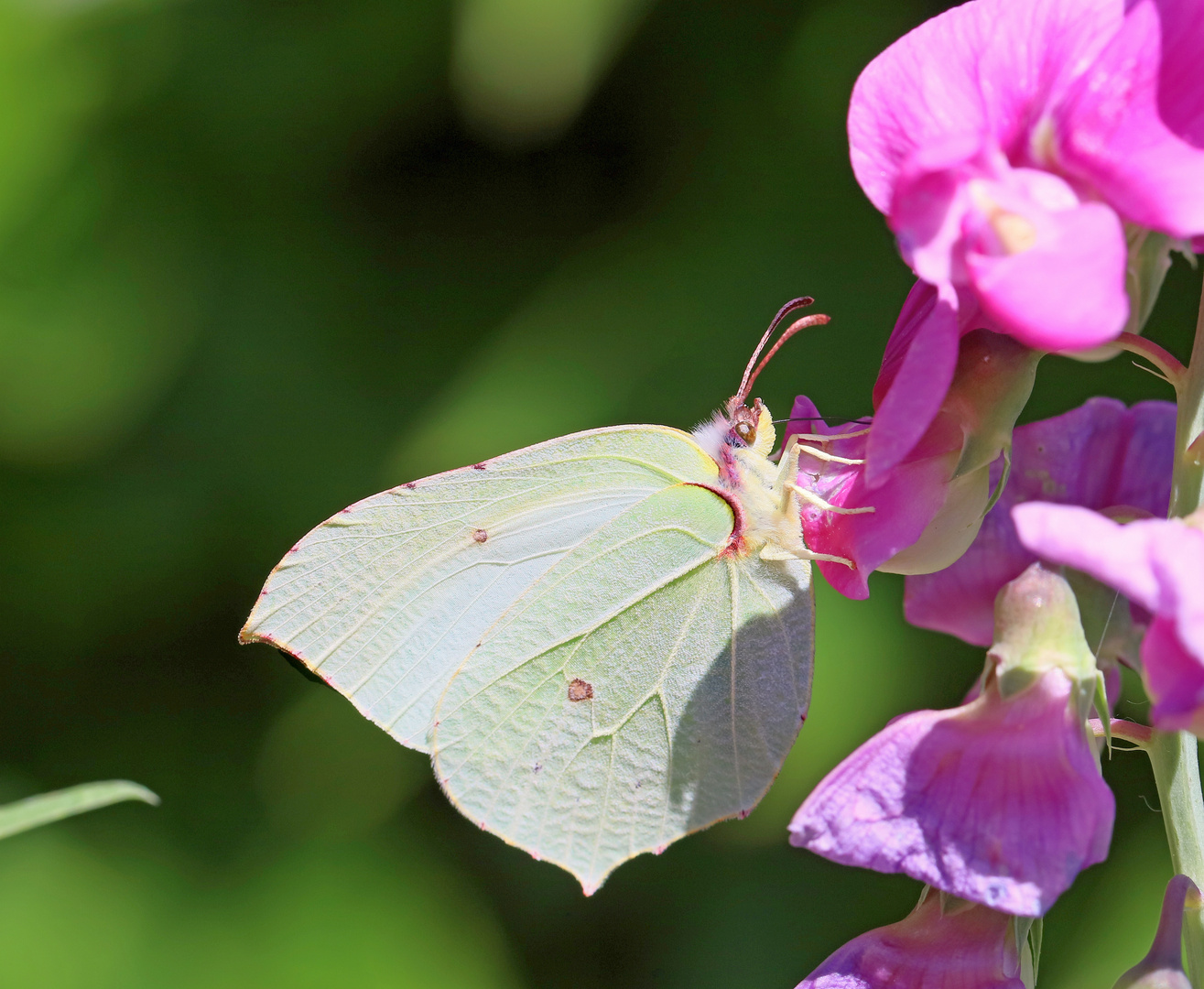 Zitronenfalter Foto &amp; Bild | tiere, wildlife, schmetterlinge Bilder auf ...