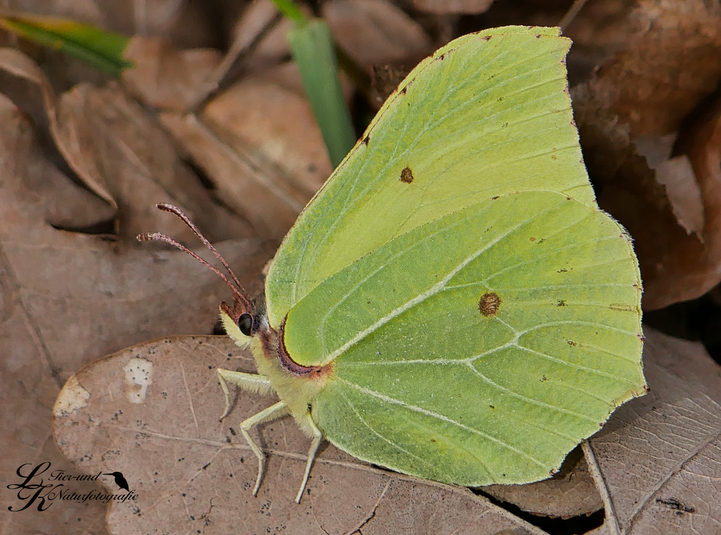 Zitronenfalter Foto &amp; Bild | wildlife, natur Bilder auf fotocommunity