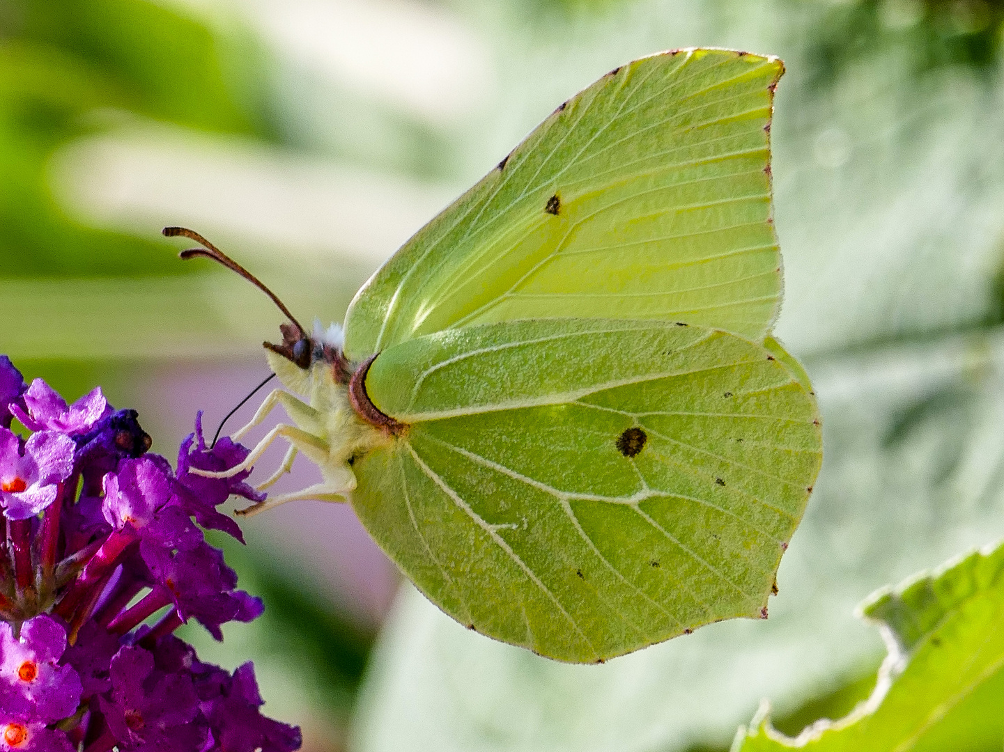 Zitronenfalter Foto &amp; Bild | wald, sommer, insekten Bilder auf ...