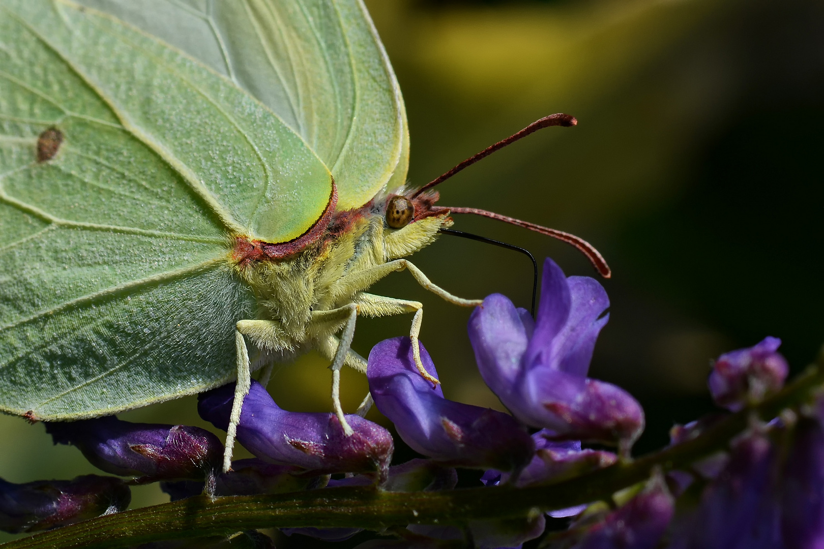 Zitronenfalter (Gonepterix rhamni)