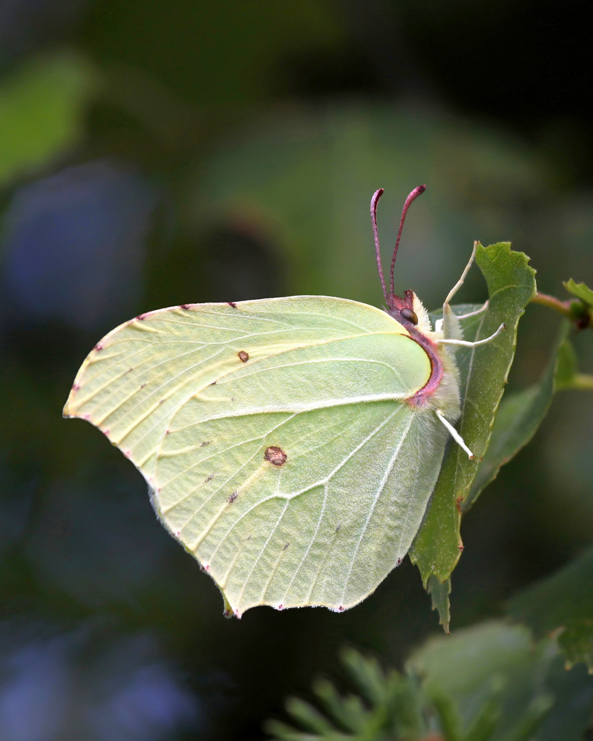 Zitronenfalter (Gonepteryx rahamni)