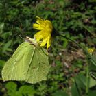 Zitronenfalter (Gonepteryx rhamni)