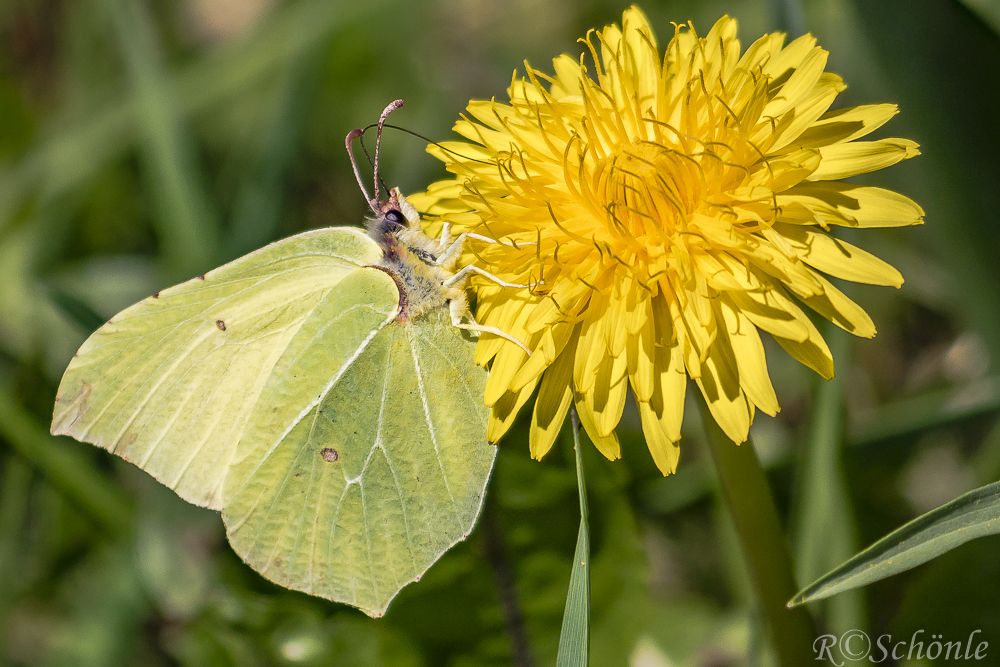 Zitronenfalter (Gonepteryx rhamni)