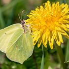 Zitronenfalter (Gonepteryx rhamni)