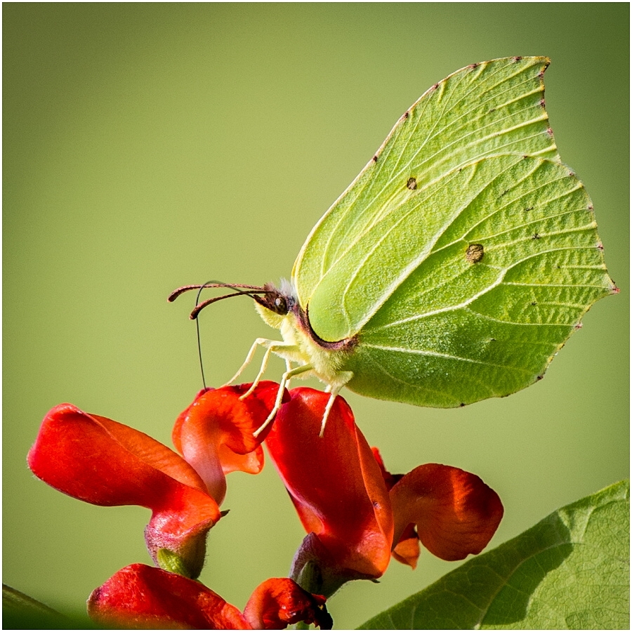 Zitronenfalter (Gonepteryx rhamni)