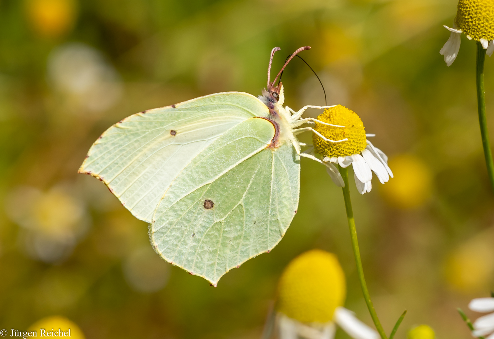 Zitronenfalter ( Gonepteryx rhamni ) 06.07.HM