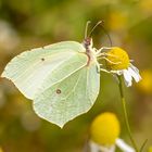 Zitronenfalter ( Gonepteryx rhamni ) 06.07.HM